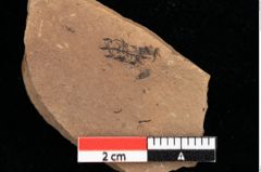 Foto (Detailansicht) von Pinus praesilvestris Ettingshausen (NHMW-GEO-2024-0188-0245)